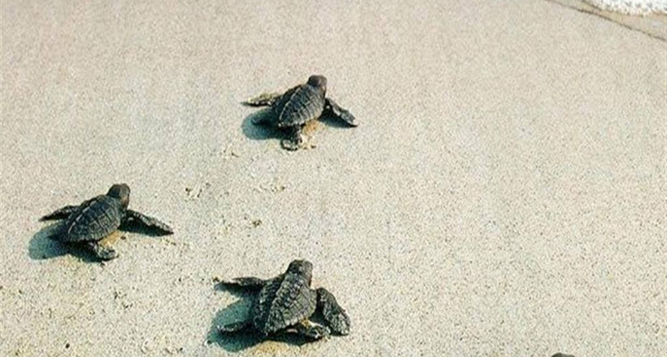 Δημόσιες εκσκαφές για χελωνάκια καρέτα καρέτα στο Ρέθυμνο