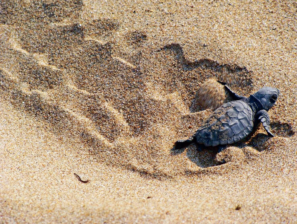 Τα χελωνάκια έκαναν την εμφάνισή τους στην Άμμο (φωτο+βιντεο)