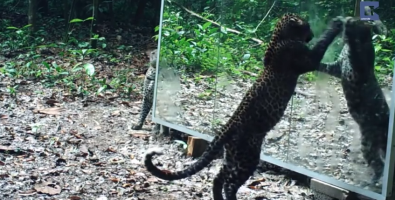 Άγρια ζώα κοιτάζονται για πρώτη φορά στον καθρέφτη!