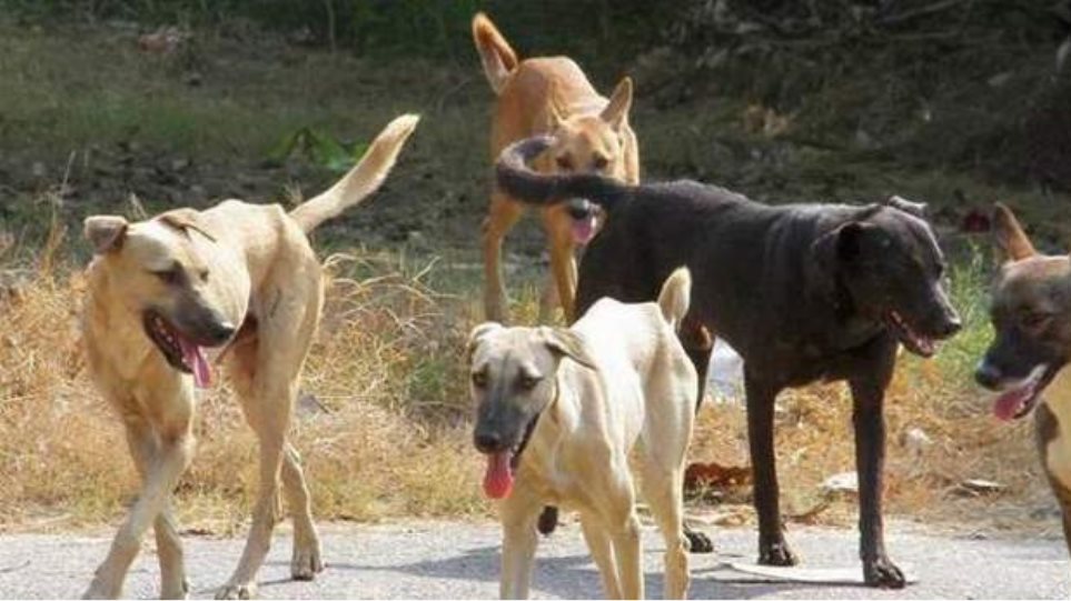 Αδέσποτα σκυλιά επιτέθηκαν σε νεαρή δρομέα στο Βόλο