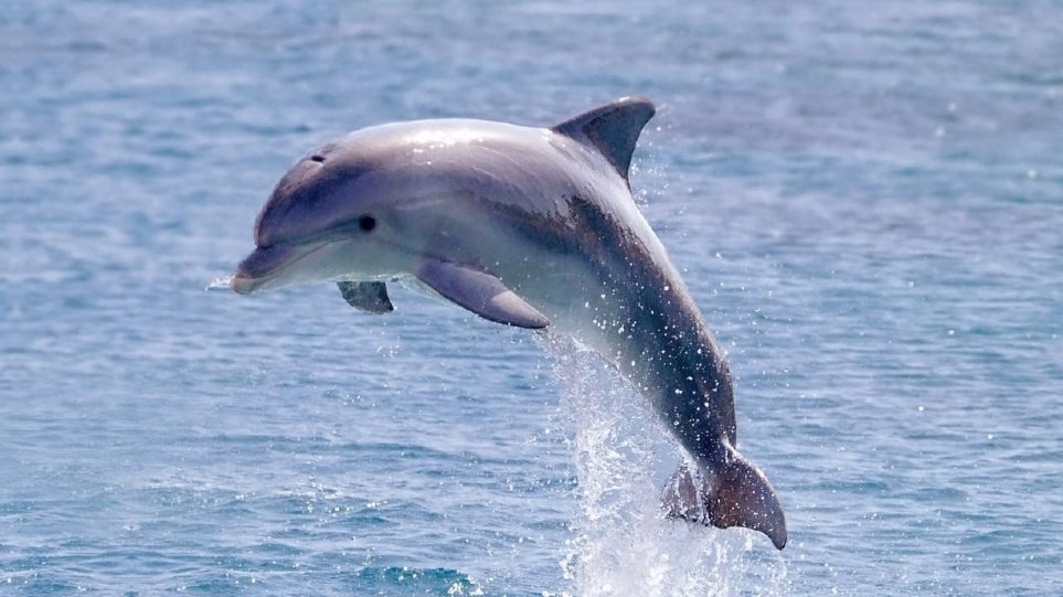 Θλιβερή εικόνα με νεκρό δελφίνι στο Ρέθυμνο (φωτο)