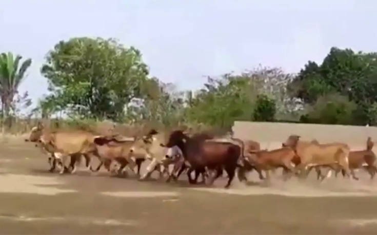 Εισβολή ζώων διέκοψε ματς στη Βραζιλία (βίντεο)