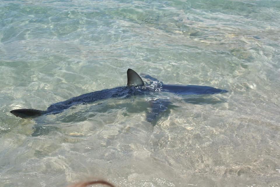 Μικρός καρχαρίας εμφανίστηκε στα ρηχά παραλίας στην Κρήτη (φωτο)