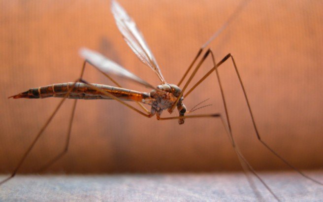 Πώς μεταδίδεται ο ιός του Δυτικού Νείλου από τα κουνούπια στον άνθρωπο