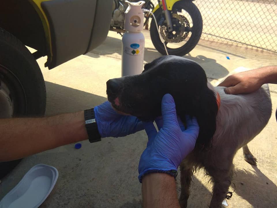 Διασώστης έσωσε σκυλάκι από τη φωτιά στο “Ελευθέριος Βενιζέλος” (φωτο)