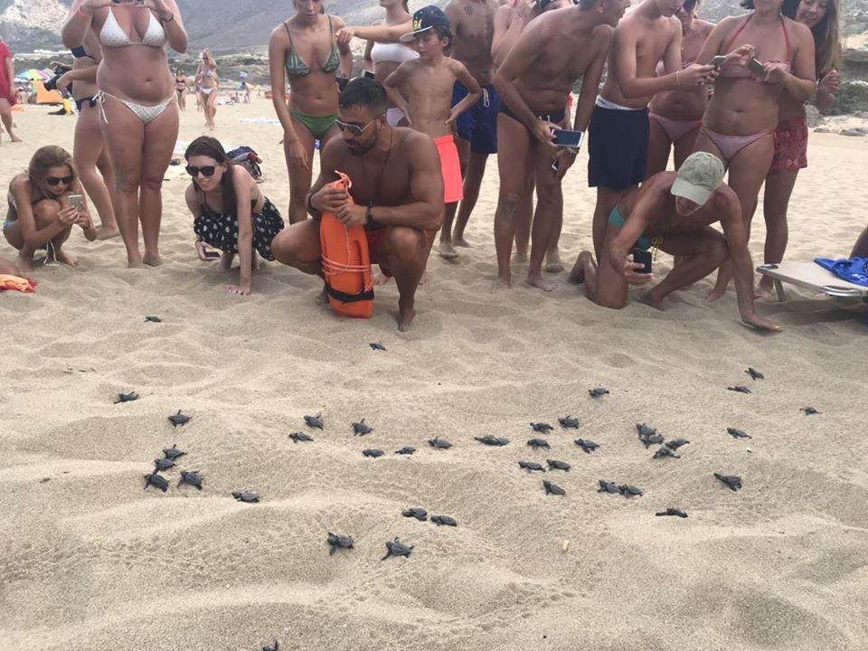 Πρώτες δημόσιες εκσκαφές του 2019 για τα χελωνάκια στο Ρέθυμνο!
