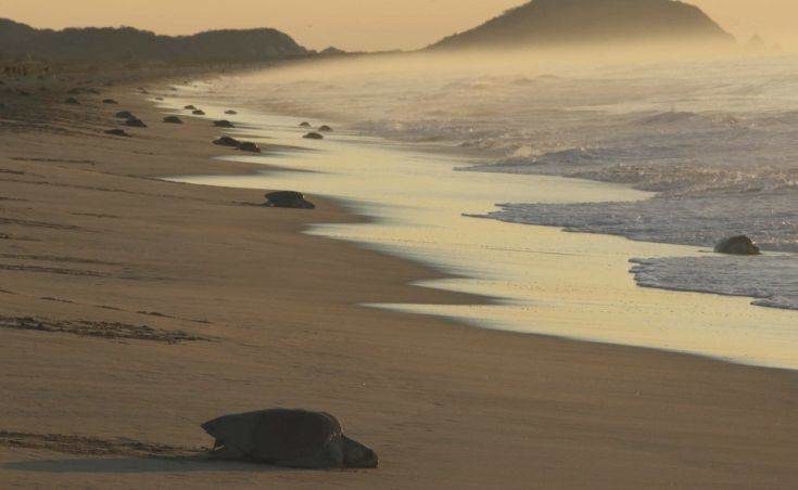 Νεκρές βρέθηκαν 122 θαλάσσιες χελώνες σε ακτές του Μεξικού