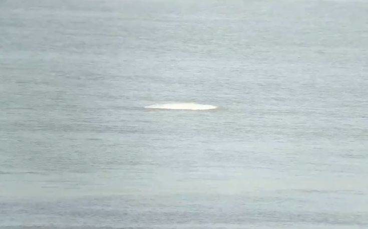 Λευκή φάλαινα εντοπίστηκε στον ποταμό Τάμεση