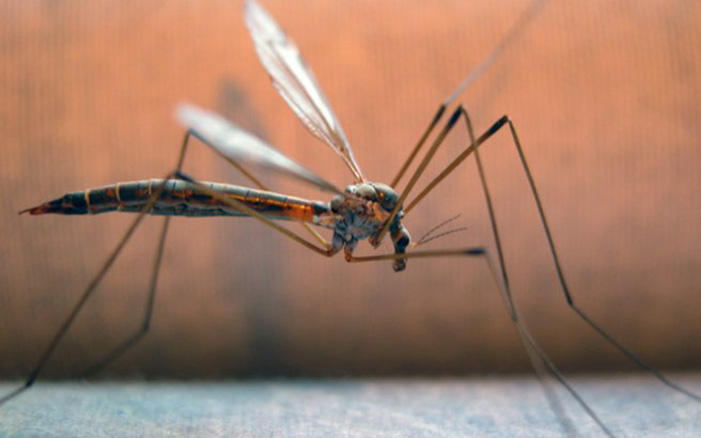 Tips για να μην σας τσιμπάνε τα κουνούπια