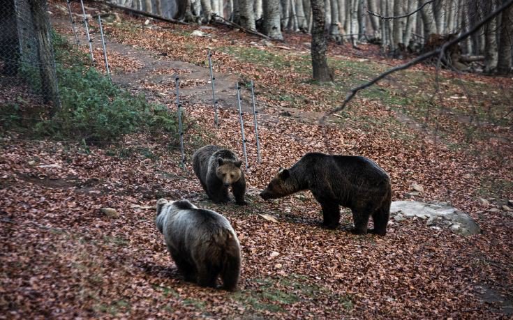 Έφεραν ιπτάμενες αρκούδες στη Γαλλία, αλλά οι ντόπιοι θέλουν να τις διώξουν