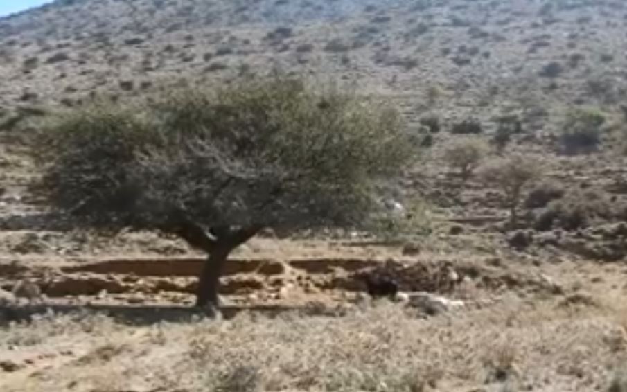 Απίθανο βίντεο με κατσίκα – ακροβάτη στην Κρήτη! (βίντεο)