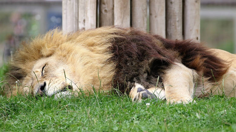 Υπάλληλος στο τμήμα προστασίας άγριας ζωής σκότωσε δεκάδες άγρια ζώα