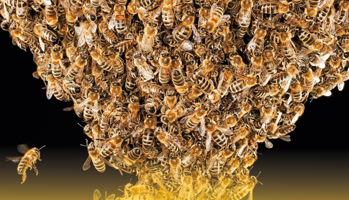 Χανιά:Σεμινάριο για την πρόληψη και αντιμετώπιση των ασθενειών της μέλισσας