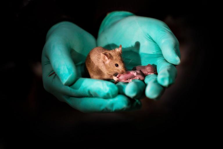 Αυτά είναι τα πρώτα υγιή ποντίκια από γονείς ιδίου φύλου