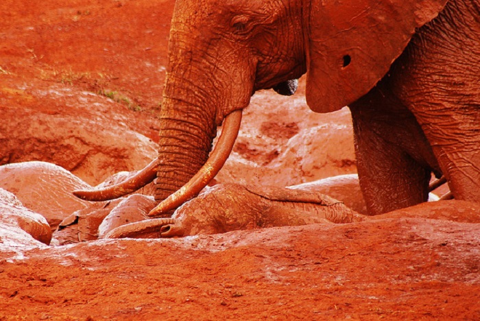 Ασυνήθιστοι κόκκινοι ελέφαντες στην Κένυα!
