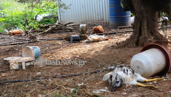 Τρόμος από επιδρομές αδέσποτων σκυλιών στα Χανιά (σκληρές εικόνες)
