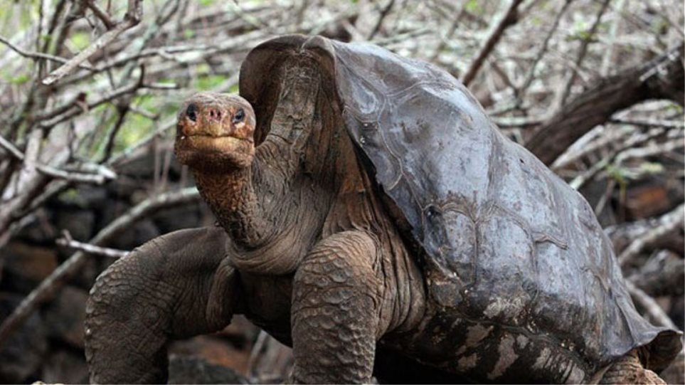 Έκλεψαν 123 γιγαντιαίες χελώνες από τα νησιά Γκαλαπάγκος