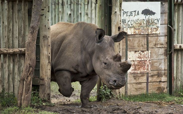 Οίκος δημοπρασιών σταματά την πώληση προϊόντων από κέρατο ρινόκερου