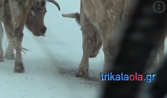 Τρίκαλα: Οι αγελάδες έφαγαν το αλάτι που έριξαν τα εκχιονιστικά