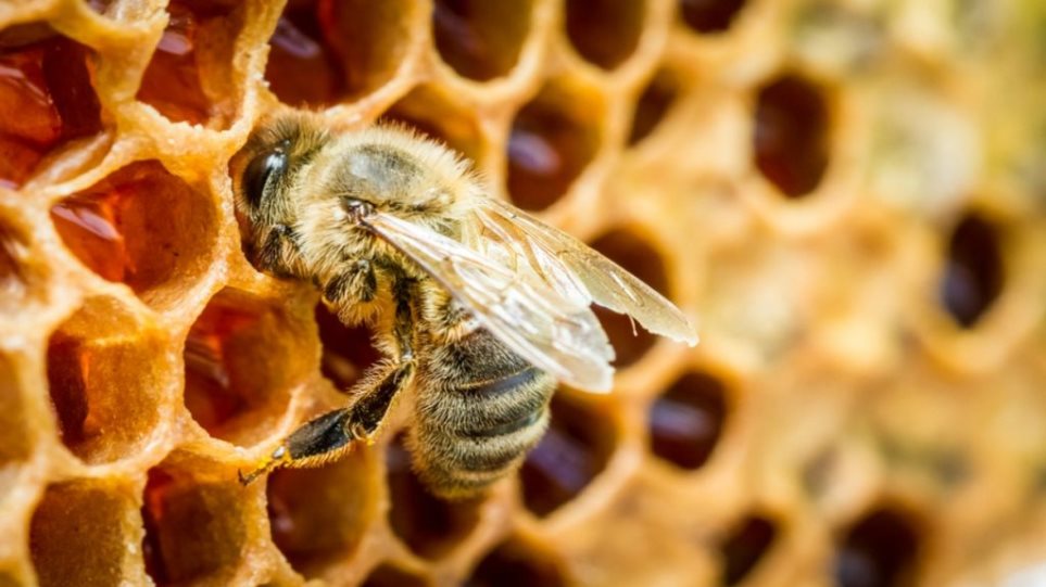 Μυστήριο με ένα εκατ. νεκρές μέλισσες στο Κέιπ Τάουν