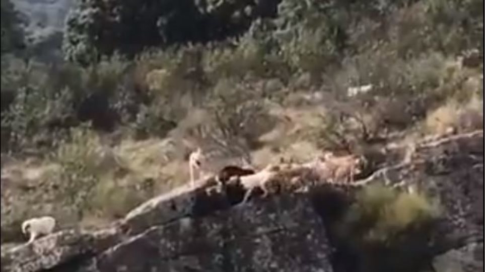Βίντεο σοκ:Κυνηγός στέλνει σκυλιά να κυνηγήσουν ελάφι & πέφτουν στον γκρεμό