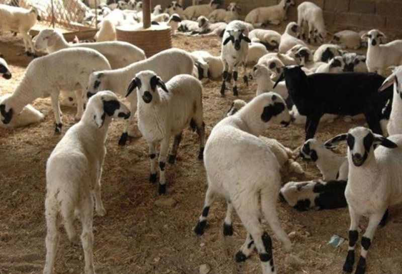 Πληρώθηκαν κτηνοτρόφοι σε Σφακιά και Ανώγεια για νεκρά ζώα