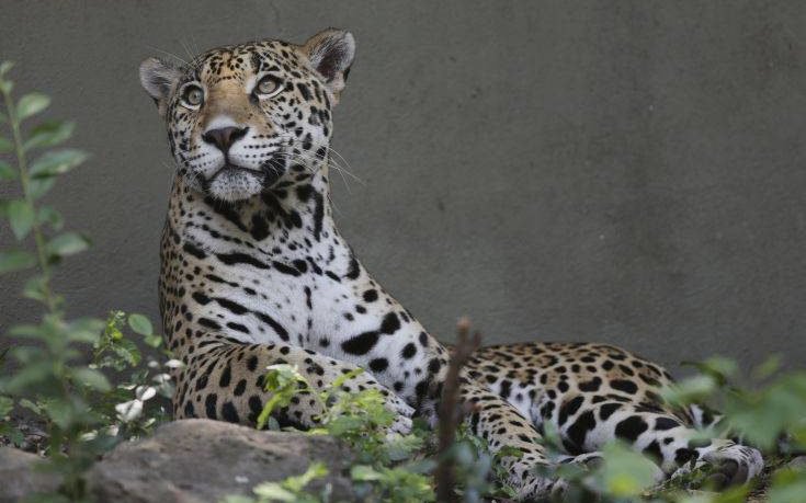 Σκότωσαν δύο τζάγκουαρ που δραπέτευσαν από το Αττικό Ζωολογικό Πάρκο
