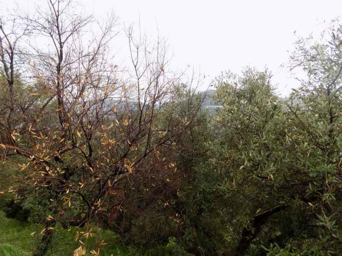 Ανησυχία στο Λασίθι από την ξήρανση ελαιόδεντρων