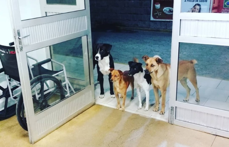 Αυτοί οι αδέσποτοι σκύλοι περίμεναν στο νοσοκομείο για ένα συγκινητικό λόγο