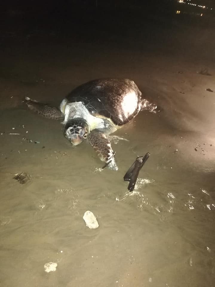 Νεκρή χελώνα ξεβράστηκε στην παραλία της Αγίας Μαρίνας (φωτο)