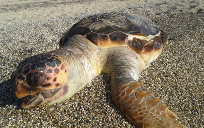 Αριθμός ρεκόρ για τις φωλιές της Caretta Caretta στις παραλίες της Ζακύνθου