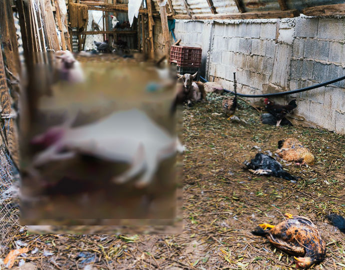 Σκηνικό φρίκης από εισβολή σκύλων που έπνιξαν τα ζώα οικογένειας (φωτο)