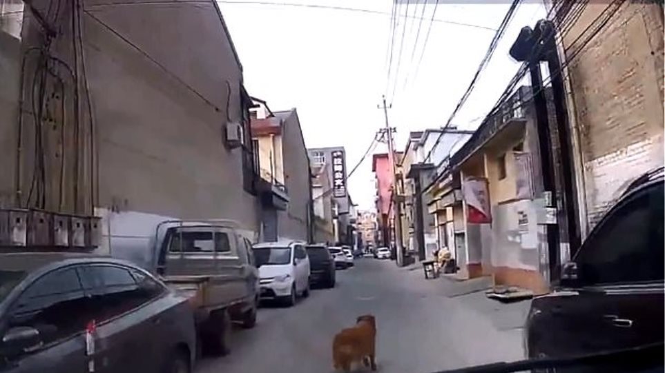 Συγκινητικό βίντεο: Σκύλος οδήγησε τους διασώστες στο λιπόθυμο αφεντικό του