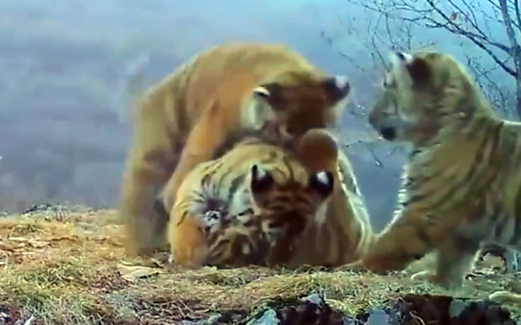 Σπάνιο βίντεο με το ξέγνοιαστο παιχνίδι των μικρών τίγρεων