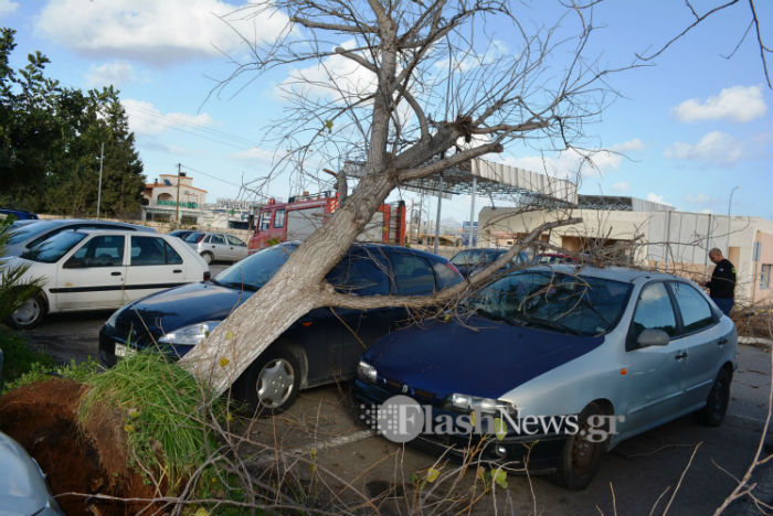 Δέντρο πλάκωσε δύο αμάξια στο parking του Νοσοκομείου Χανίων (φωτο)