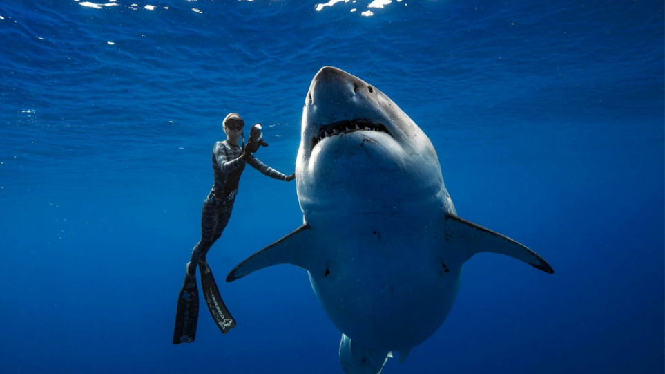 Kολύμπησαν πλάι σε έναν γιγαντιαίο λευκό καρχαρία στα ανοικτά της Χαβάης