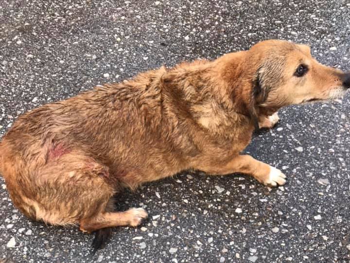 Λυκόσκυλο επιτέθηκε και κατασπάραξε σκυλάκι στα Χανιά (φωτο)