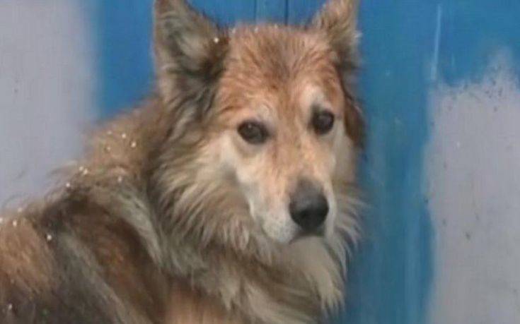 Συγκινεί ο σκύλος της 29χρονης που δολοφονήθηκε από τον πατέρα της