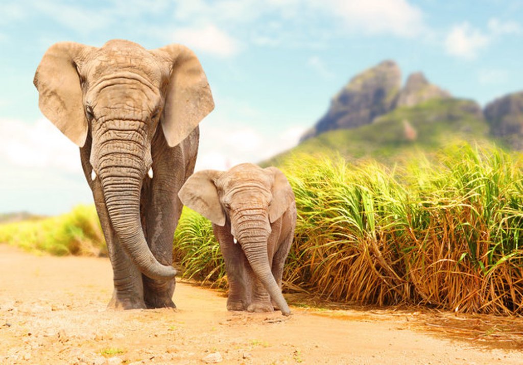Μοζαμβίκη: Οι ελέφαντες γεννιούνται πια χωρίς χαυλιόδοντες – Πώς εξηγείται