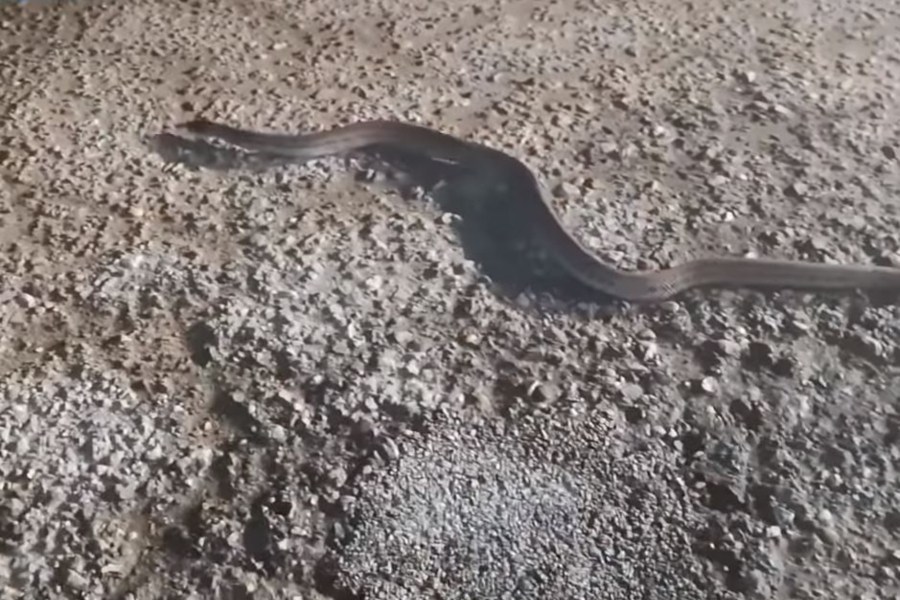Φίδι δύο μέτρων βγήκε «βόλτα» μέσα στην παγωνιά