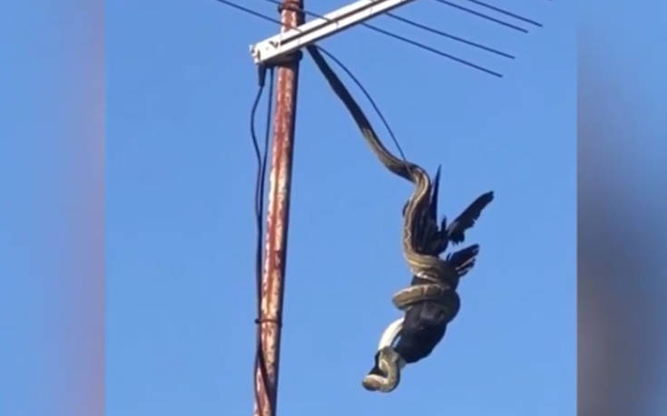 Βίντεο με πύθωνα που κρέμεται από κεραία τηλεόρασης και αρπάζει πουλί στον αέρα