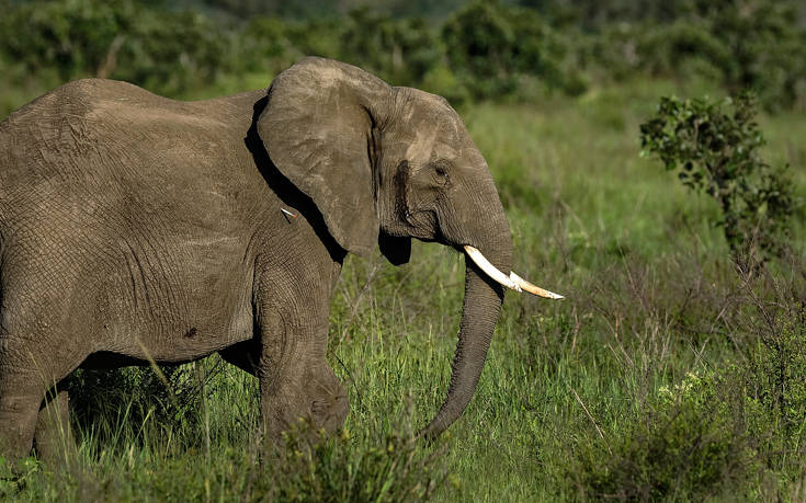 Η χώρα που λέει «ναι» στη σφαγή ελεφάντων