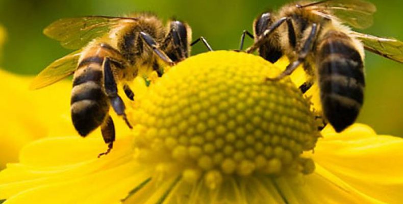 Τα πάντα για τη μελισσοκομία σε ημερίδα του Μελισσοκομικού Συλλόγου Χανίων