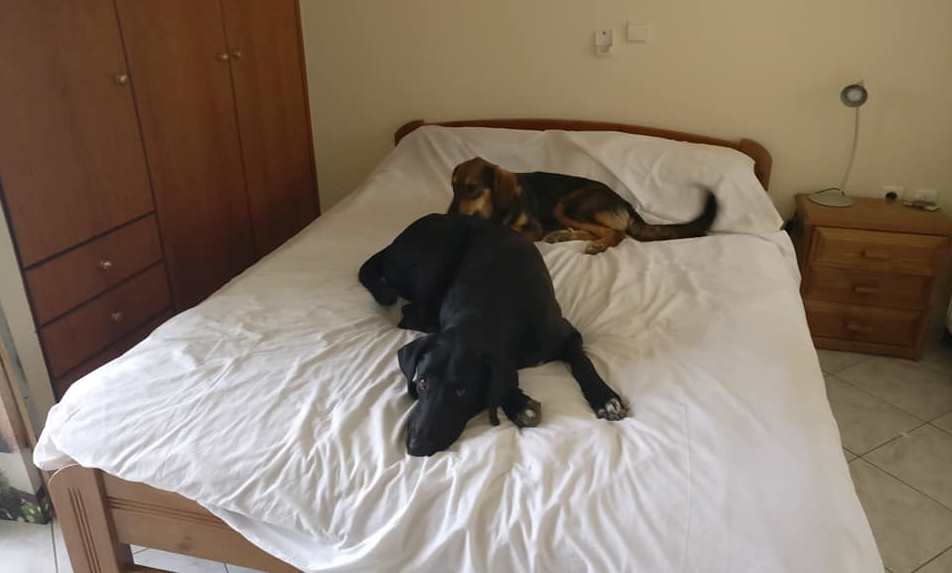 Έκλεψαν (;) δύο σκυλάκια από την Κίσσαμο στα Χανιά (φωτο)