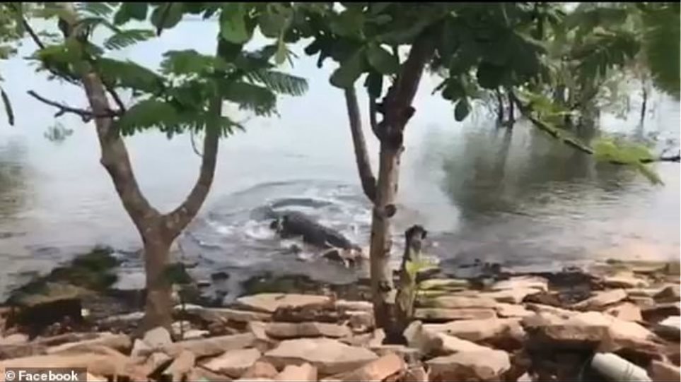 Η τρομακτική στιγμή με κροκόδειλο να καταβροχθίζει σκύλο που παίζει σε όχθη ποταμού