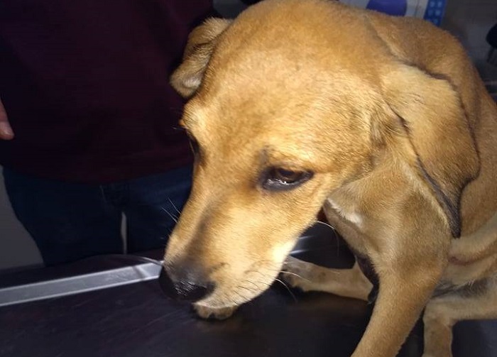 Χανιά: Κλότσησαν σκύλο τόσο δυνατά που μετακινήθηκε το στομάχι του (φωτο)