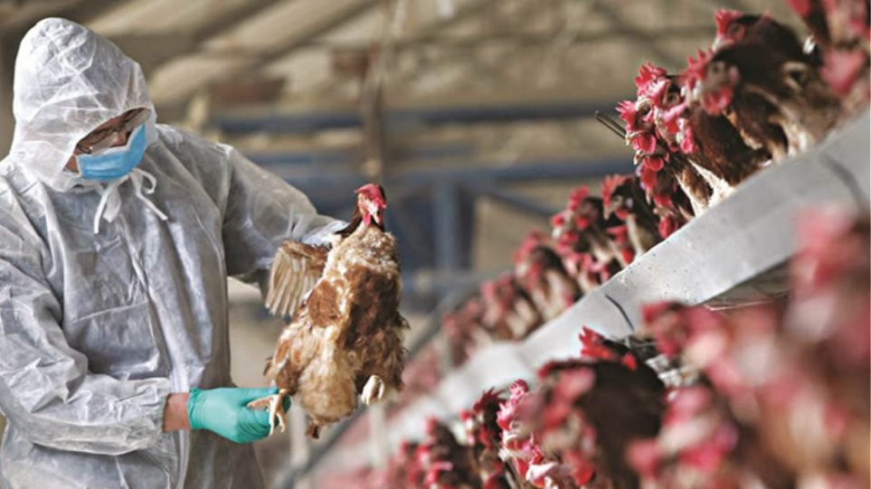 Συναγερμός για κρούσματα γρίπης των πτηνών στη Βουλγαρία