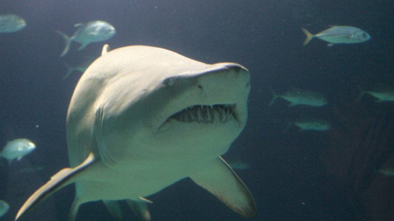 Ένας Nεοϋορκέζος κρατούσε παράνομα καρχαρίες σε πισίνα του σπιτιού του