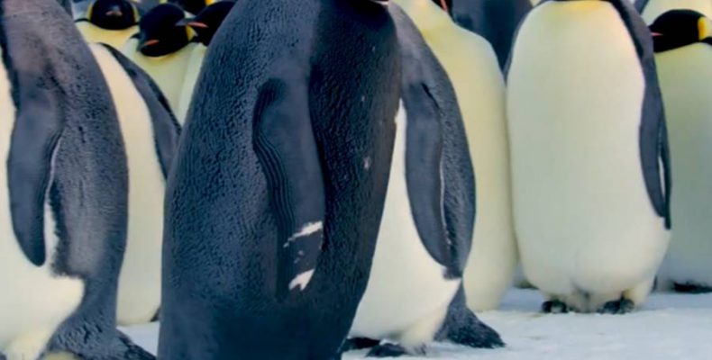 Σπάνιος μαύρος αυτοκρατορικός πιγκουίνος καταγράφηκε σε βίντεο