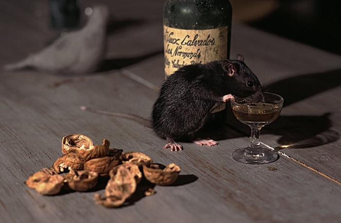 Επανάσταση: Ερευνητές θεράπευσαν τον αλκοολισμό σε πειραματόζωα